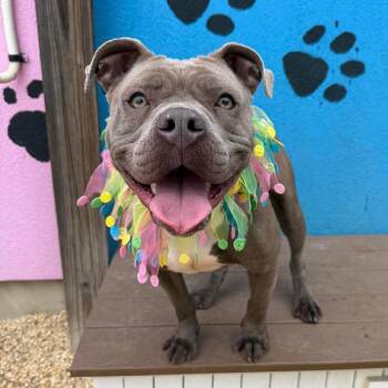 Rescue Pit Bull Terrier Dogs for Adoption in Newark, New Jersey - Mia | PetCurious