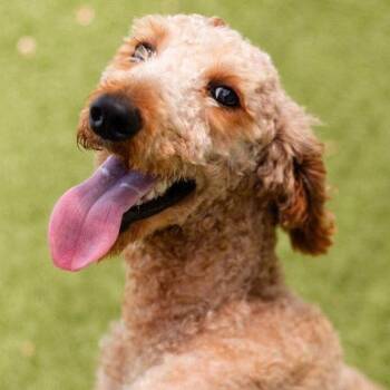 Mozzie -  Poodle and Labrador Retriever Dog for Adoption in Bloomfield, Connecticut - Mozzie | PetCurious