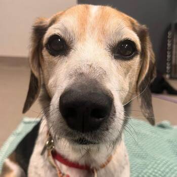 Miso -  Beagle Dog for Adoption in Mt. Juliet, Tennessee - Miso | PetCurious