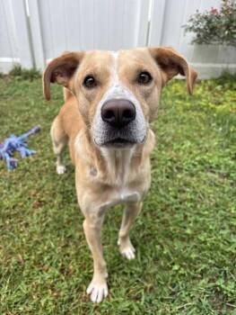 Rescue Mixed Breed Dogs for Adoption in Milton, Delaware - Charlie Barkin | PetCurious