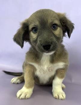 Rescue Pomeranian and Great Pyrenees Dogs for Adoption in Morton Grove, Illinois - Cranberry | PetCurious