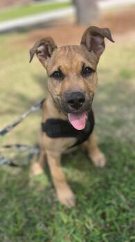 Scooby -  Mixed Breed Dog for Adoption in Mount Pleasant, South Carolina - Scooby | PetCurious