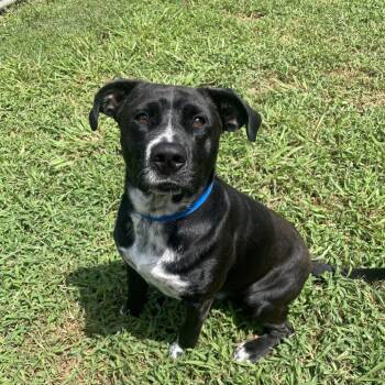 Rico -  Mixed Breed Dog for Adoption in Chattanooga, Tennessee - Rico | PetCurious