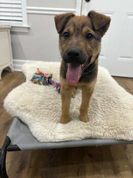 Australian Shepherd and Jack Russell Terrier Dogs Available for Adoption - Noodle | PetCurious