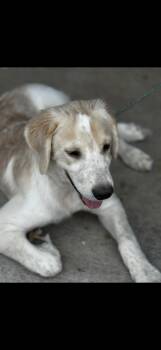 Rescue Yellow Labrador Retriever Dogs for Adoption in Hallsville, Missouri - Sawyer | PetCurious