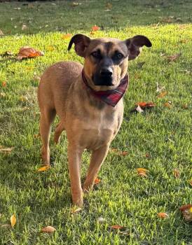 Rescue Pit Bull Terrier Dogs for Adoption in Princeton, Massachusetts - Bradley | PetCurious