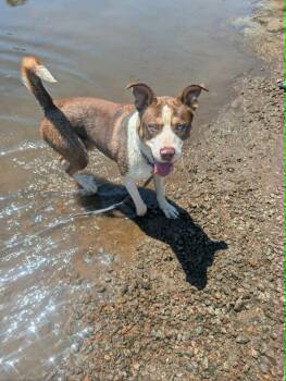 Hodge -  Husky and American Staffordshire Terrier Dog for Adoption in Colonial Heights, Virginia - Hodge | PetCurious