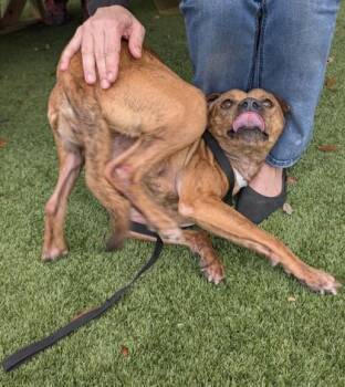 Pit Bull Terrier and Mixed Breed Dogs Available for Adoption - Iris - 2 | PetCurious