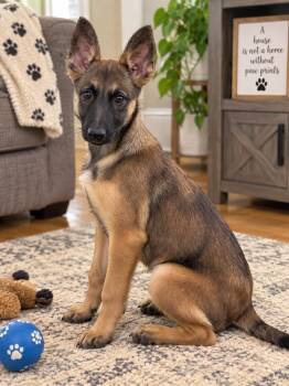 Zara -  German Shepherd Dog and Belgian Shepherd Malinois Dog for Adoption in Kuna, Idaho - Zara | PetCurious