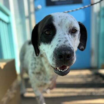 Mixed Breed Dogs Available for Adoption in Columbia, South Carolina - Kenai | PetCurious