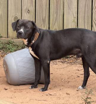 Labrador Retriever Dogs Available for Adoption in Mobile, Alabama - ~ Courtesy ~ Kevin | PetCurious