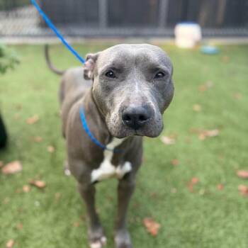 Princess -  Pit Bull Terrier Dog for Adoption in Greensboro, North Carolina - Princess | PetCurious