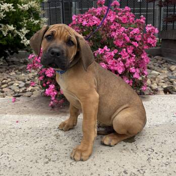 Cane Corso and Mastiff Dogs Available for Adoption in Lathrop, California - Rafael | PetCurious