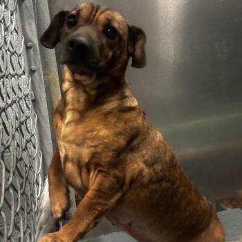 Dachshund and Mixed Breed Dogs Available for Adoption in Aldie, Virginia - Pocket Sized Dixie | PetCurious