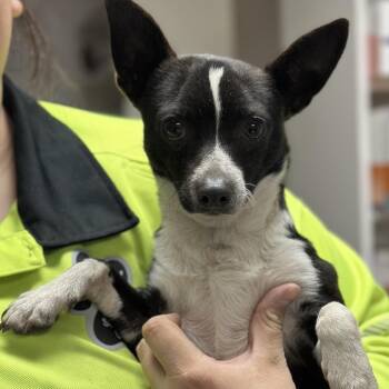 Boppity -  Chihuahua Dog for Adoption in Fort Smith, Arkansas - Boppity | PetCurious