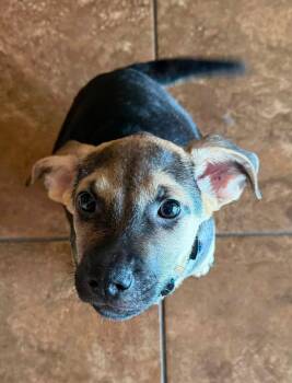 Orson -  Shepherd Dog for Adoption in Germantown, Ohio - Orson | PetCurious