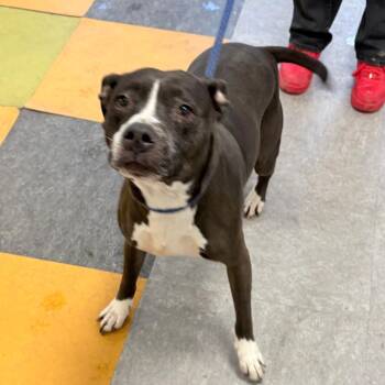 Pit Bull Terrier Dogs Available for Adoption - Shayla | PetCurious