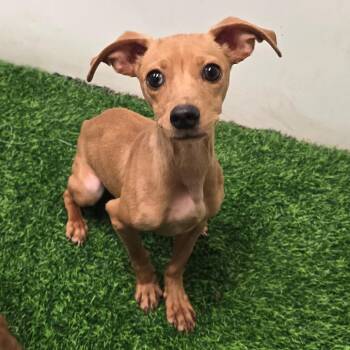 Dachshund and Mixed Breed Dogs Available for Adoption in Columbia, Missouri - Cordelia | PetCurious