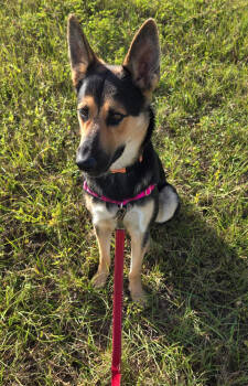 Rescue German Shepherd Dog Dogs for Adoption in Osteen, Florida - Maverick | PetCurious