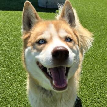 Clark Kent -  Husky Dog for Adoption in Idaho Falls, Idaho - Clark Kent | PetCurious