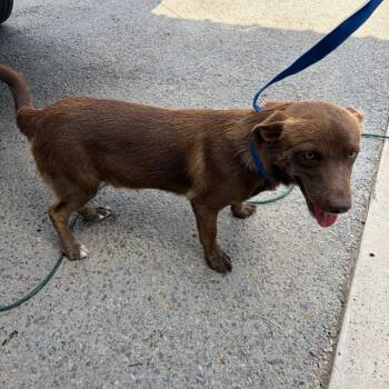 Joey -  Chocolate Labrador Retriever and Mixed Breed Dog for Adoption in Edinburg, Texas - Joey | PetCurious