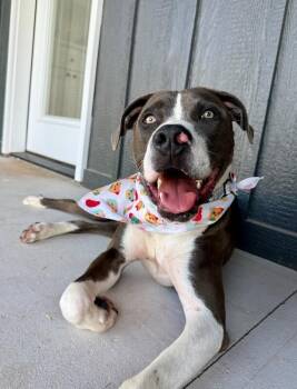 Major Virgil Goofball -  Pit Bull Terrier and American Staffordshire Terrier Dog for Adoption in Friendswood, Texas - Major Virgil Goofball | PetCurious