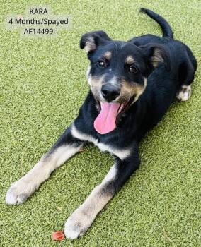 Kara -  Labrador Retriever and Mixed Breed Dog Available for Adoption - Kara | PetCurious