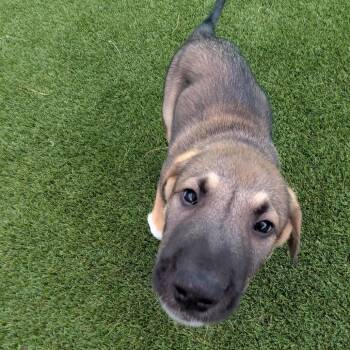Pup 6 3961 -  Mixed Breed Dog for Adoption in Loxahatchee Groves, Florida - Pup 6 3961 | PetCurious