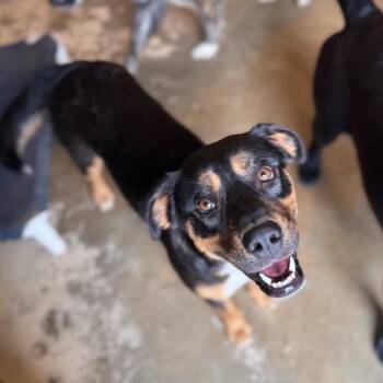 Shepherd and Mixed Breed Dogs Available for Adoption in Brownsboro, Alabama - Maddie | PetCurious