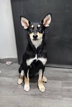 Husky and Mixed Breed Dogs Available for Adoption in Corpus Christi, Texas - Bane | PetCurious