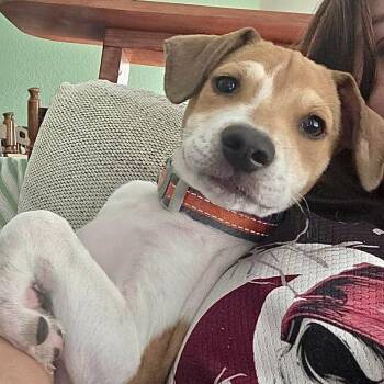 Surf -  Beagle and Jack Russell Terrier Dog for Adoption in Austin, Texas - Surf | PetCurious
