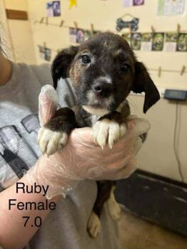 Johnson Rs : Ruby -  Boxer and Australian Shepherd Dog for Adoption in Aurora, Indiana - Johnson Rs : Ruby | PetCurious