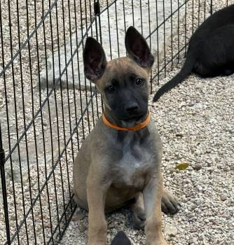 Rescue Belgian Shepherd Malinois and German Shepherd Dog Dogs for Adoption in Lockhart, Texas - Guiness | PetCurious