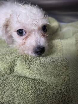 Hamilton -  Shih Tzu and Poodle Dog for Adoption in San Antonio, Texas - Hamilton | PetCurious