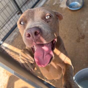 Franny -  Terrier Dog for Adoption in Lake Jackson, Texas - Franny | PetCurious