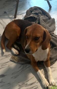 Rosie -  Beagle Dog Available for Adoption in Ruston, Louisiana - Rosie | PetCurious