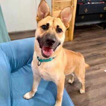 Barney Delight the Certified Mood Booster -  German Shepherd Dog and Labrador Retriever Dog for Adoption in Friendswood, Texas - Barney Delight The Certified Mood Booster | PetCurious