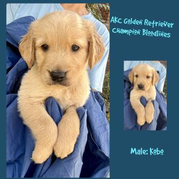 Kobo -  Golden Retriever Dog for Sale in Houston, Texas - Kobo | PetCurious