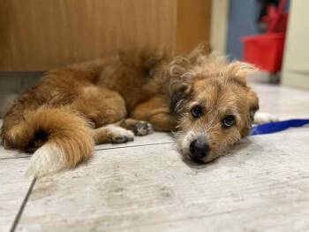 Rescue Border Terrier Dogs for Adoption in Parkton, Maryland - Boosie | PetCurious