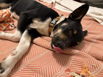 Australian Cattle Dog Blue Heeler Dogs Available for Adoption in Chinle, Arizona - Gypsum | PetCurious