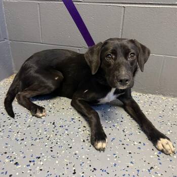 TUSC-Stray-85413 -  Black Labrador Retriever and Mixed Breed Dog for Adoption in Tuscaloosa, Alabama - TUSC-Stray-85413 | PetCurious