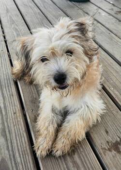 Lhasa Apso and Havanese Dogs Available for Adoption in Houston, Texas - BENTLEY | PetCurious