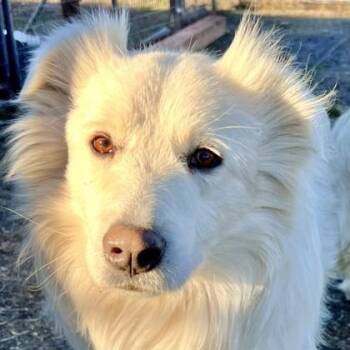 Great Pyrenees Dogs Available for Adoption - Garth | PetCurious