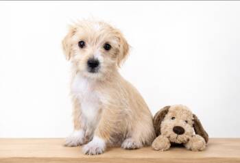 Tilly -  Pomeranian and Chihuahua Dog for Adoption in Corona, California - Tilly | PetCurious