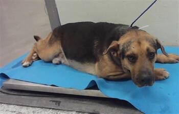 German Shepherd Dog and Mixed Breed Dogs Available for Adoption - EEYORE | PetCurious