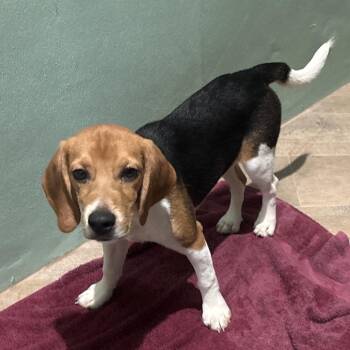 CLF6 6553 -  Beagle Dog for Adoption in Loxahatchee Groves, Florida - CLF6 6553 | PetCurious