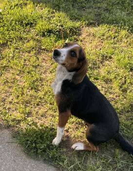 Beagle Dogs Available for Adoption in Logan, Ohio - Blossom | PetCurious