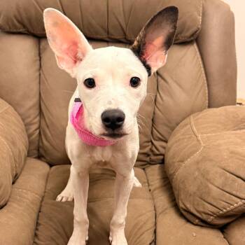 Tumble -  Pit Bull Terrier Dog for Adoption in Edwardsville, Illinois - Tumble | PetCurious