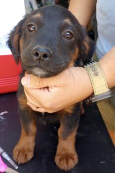 Rottweiler and Basset Hound Dogs Available for Adoption in Burbank, California - Shy Guy | PetCurious