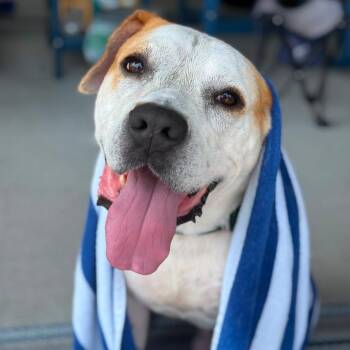 Mudkip -  Mixed Breed Dog for Adoption in Greensboro, North Carolina - Mudkip | PetCurious